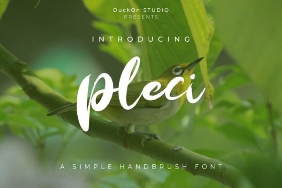 Pleci: A Bold Handbrush Font for Creative Product Design